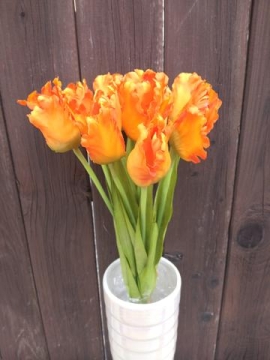Tulipán oranžový