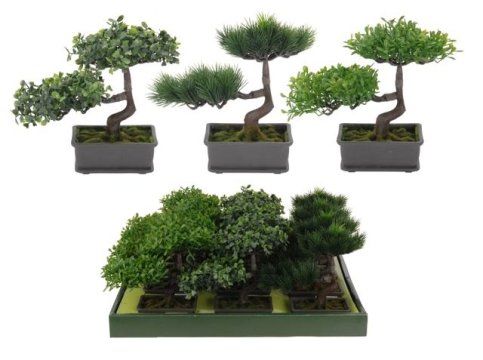 Bonsai v květináči