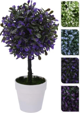 Buxus v květináči barevný
