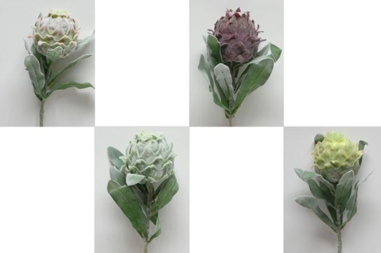 Protea lux