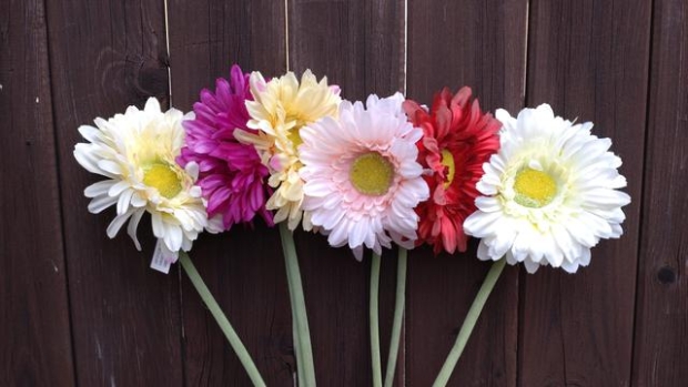 Gerbera
