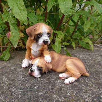 Boxer pár poly