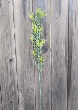 Asparagus větvička