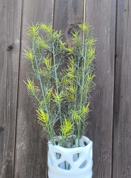 Asparagus větvička