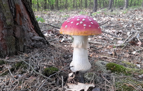 Houba muchomůrka velká