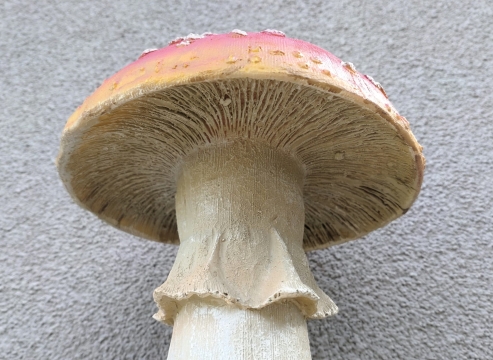 Houba muchomůrka velká