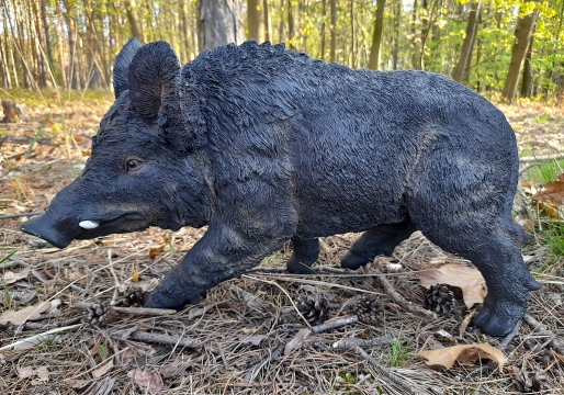 Prase divoké větší