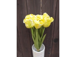 Tulipán žlutý