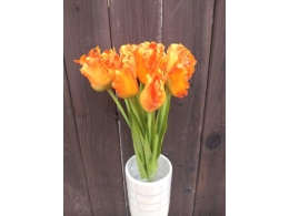 Tulipán oranžový