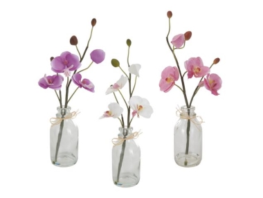 Orchidea ve váze