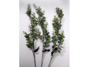 Eukalyptus