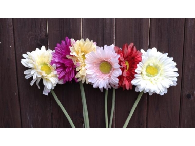 Gerbera