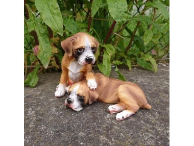 Boxer pár poly