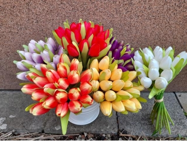 Tulipány barevné svazek sd 20ks