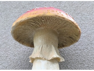 Houba muchomůrka velká