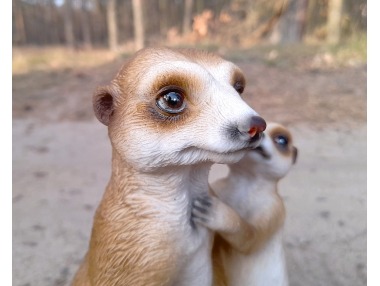 Surikaty pár velký