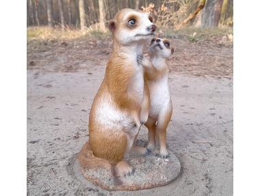Surikaty pár velký