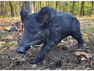 Prase divoké větší