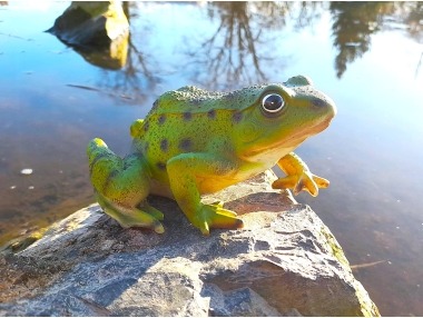 Žába zelená menší