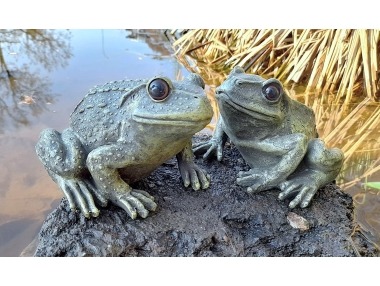 Žába šedozelená 2 druhy