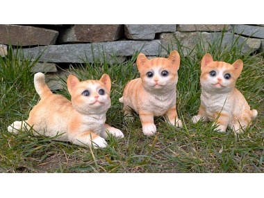 Koťata zrzavá 3 druhy