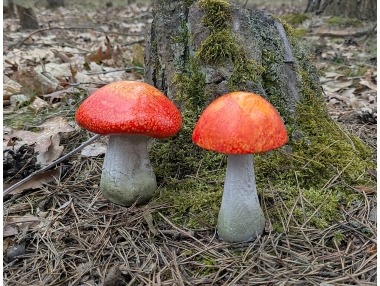 Houba oranžový klobouk 2 druhy