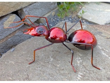 Mravenec hnědočervený velký