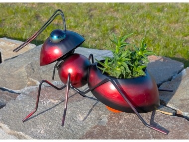 Mravenec hnědočervený s květníkem