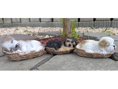 Pes spící v košíku 3 druhy