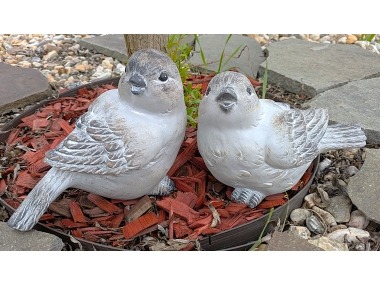 Ptáček šedý velký 2 druhy