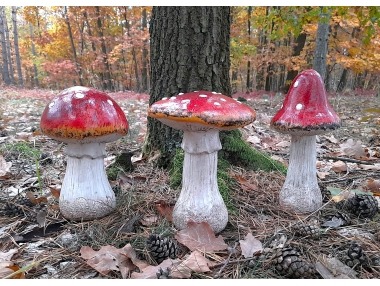 Houba muchomůrka velká 3 druhy Houba muchomůrka velká 3 druhy